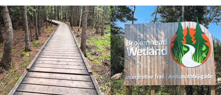 A wooden boardwalk trail winding through a dense green forest.