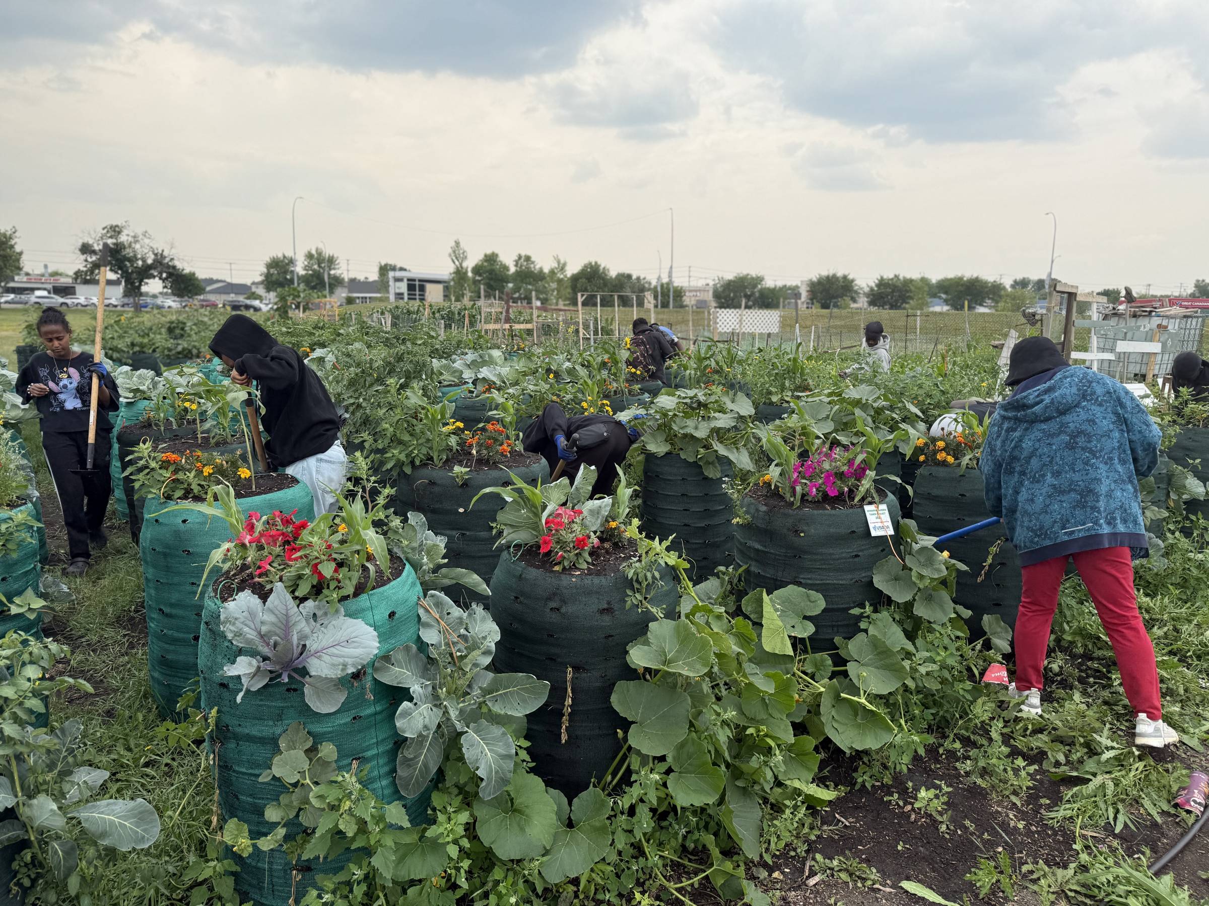 Community members gardening at Rainbow Gardens