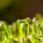 A close-up of microgreens.