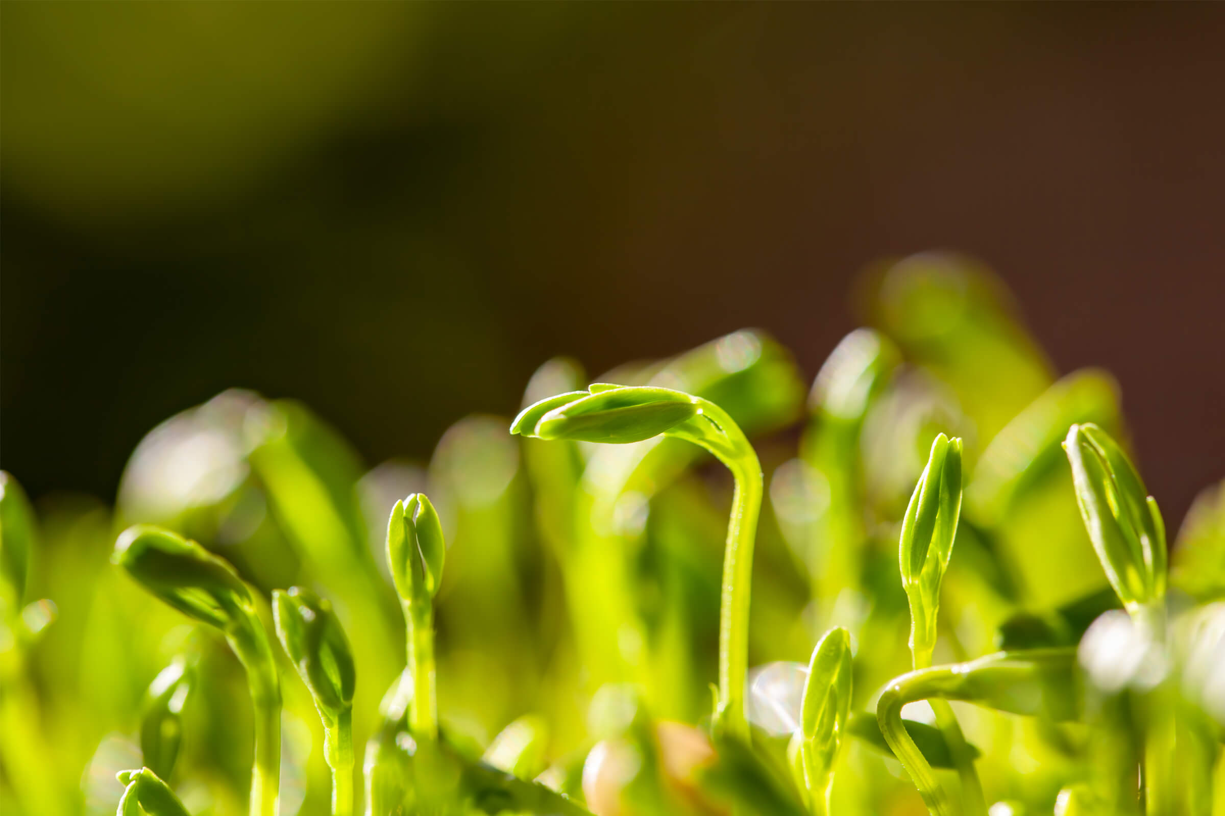 A close-up of microgreens.