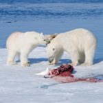 Two Polar bears on ice over carcass.