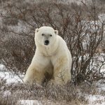 Polar Bear Carrion Study