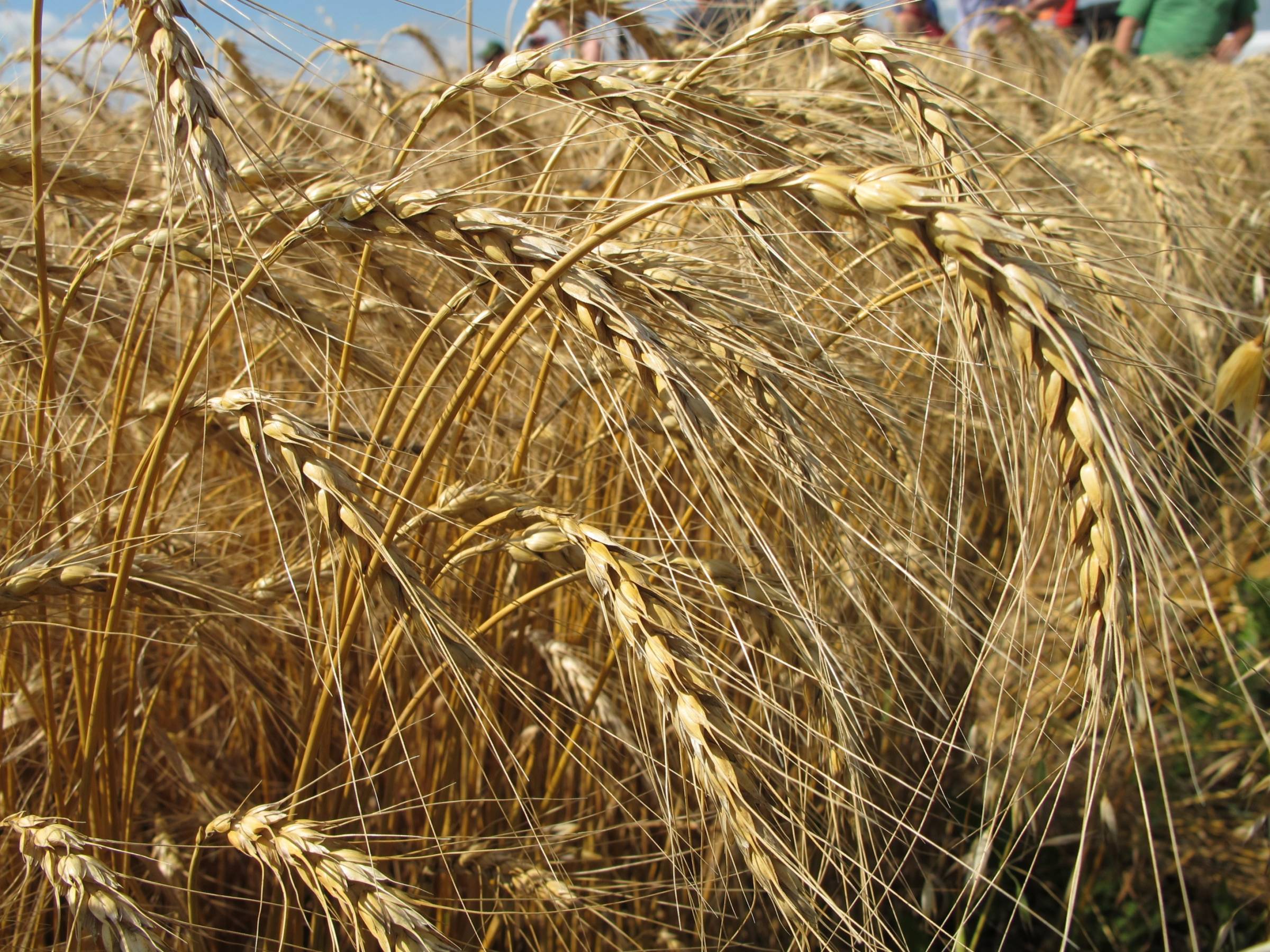 Golden mature wheat plants in a field.