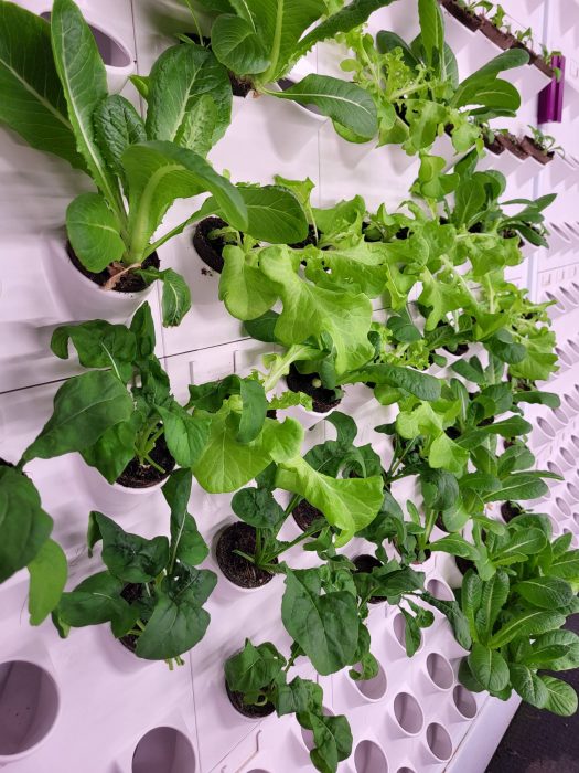 Vegetables grown in the Smart Vertical Farm.