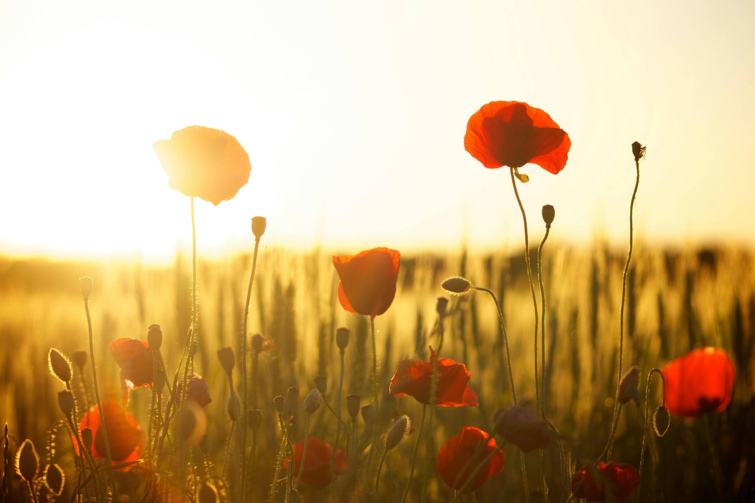 Red poppies fully bloomed and the morning sun shining behind them.