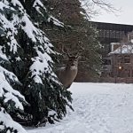A buck peeks out from pine trees behind Robson Hall along Dysart Road. The National Centre for Truth and Reconciliation is in the background