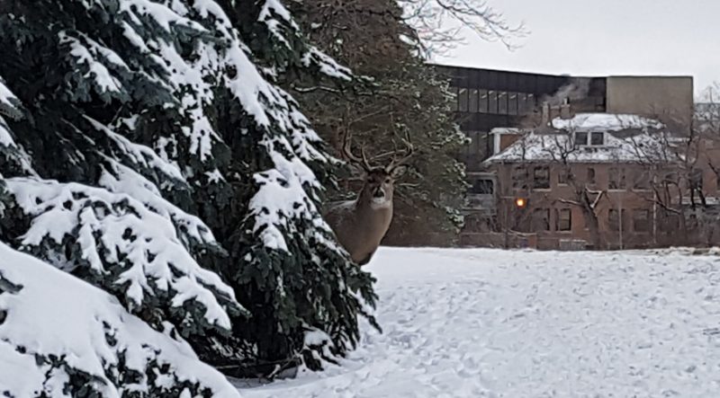A buck peeks out from pine trees behind Robson Hall along Dysart Road. The National Centre for Truth and Reconciliation is in the background