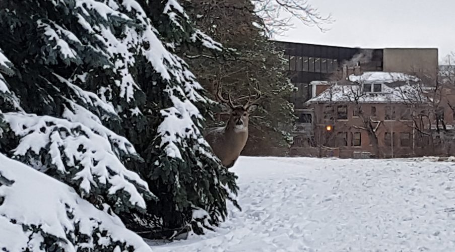 A buck peeks out from pine trees behind Robson Hall along Dysart Road. The National Centre for Truth and Reconciliation is in the background