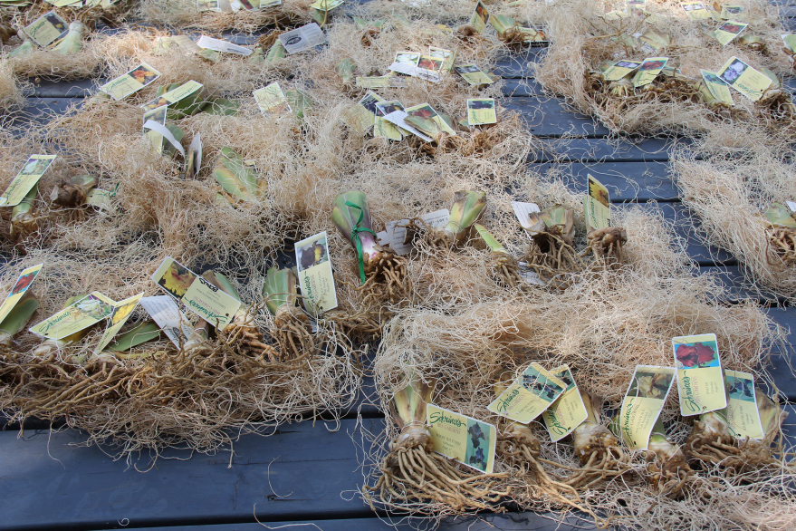 Image-3_Exotic-Rhizomes Image-3_Exotic-Rhizomes