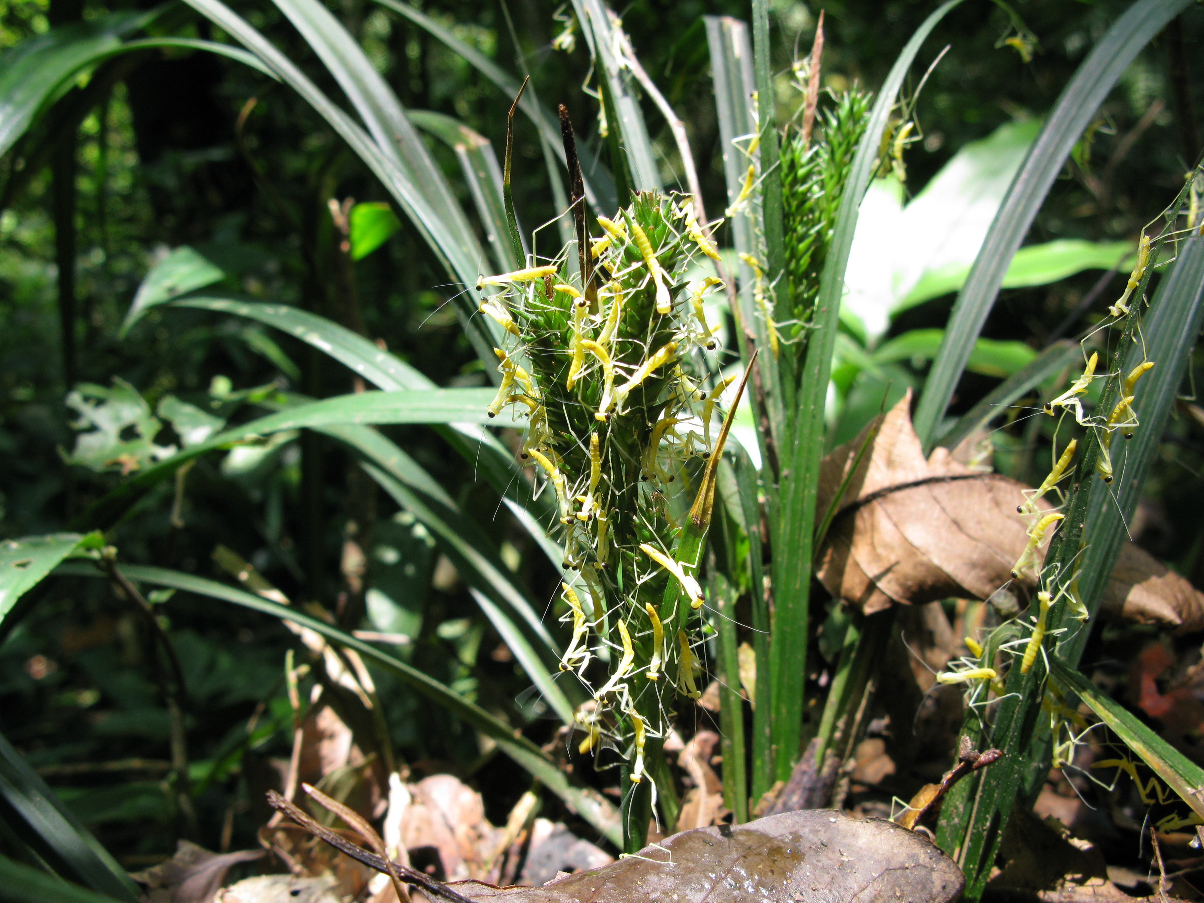 Carex harlandii