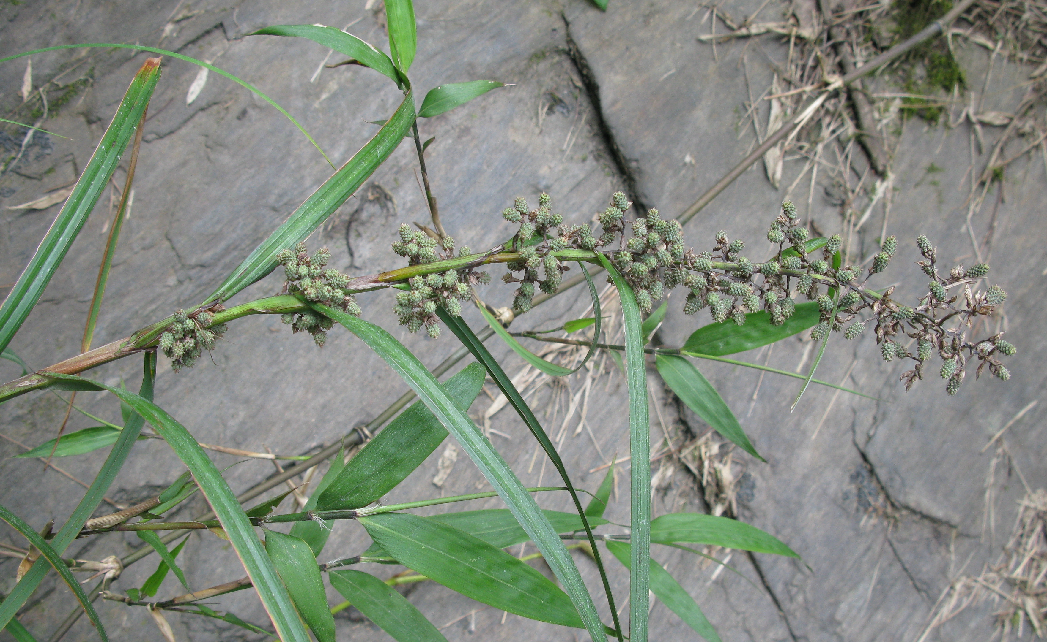 Carex hypolytroides