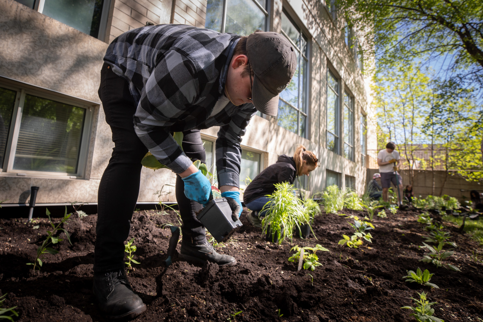 Person planting a green plant in university flower bed with others in the background.