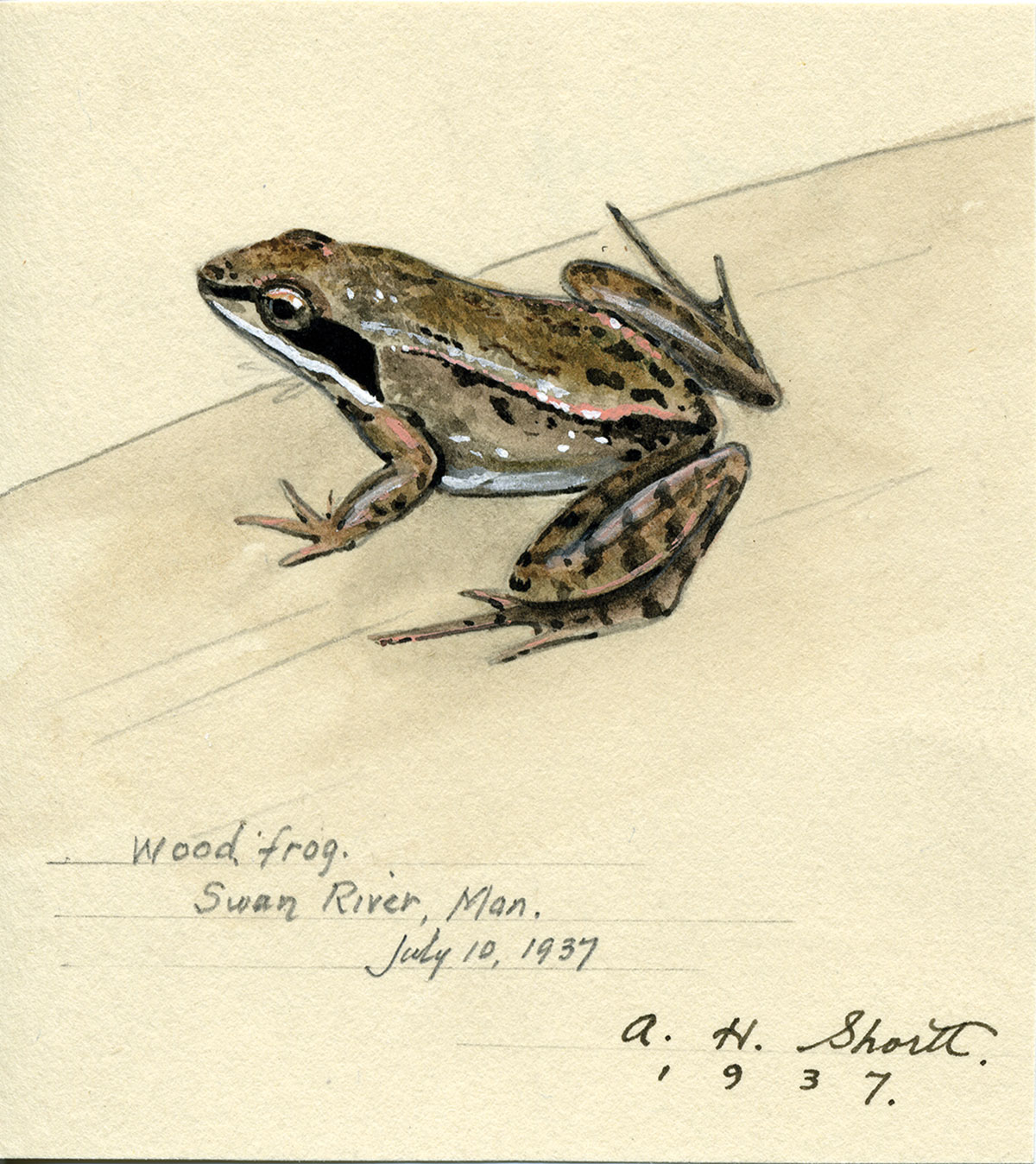 An illustration of a frog.