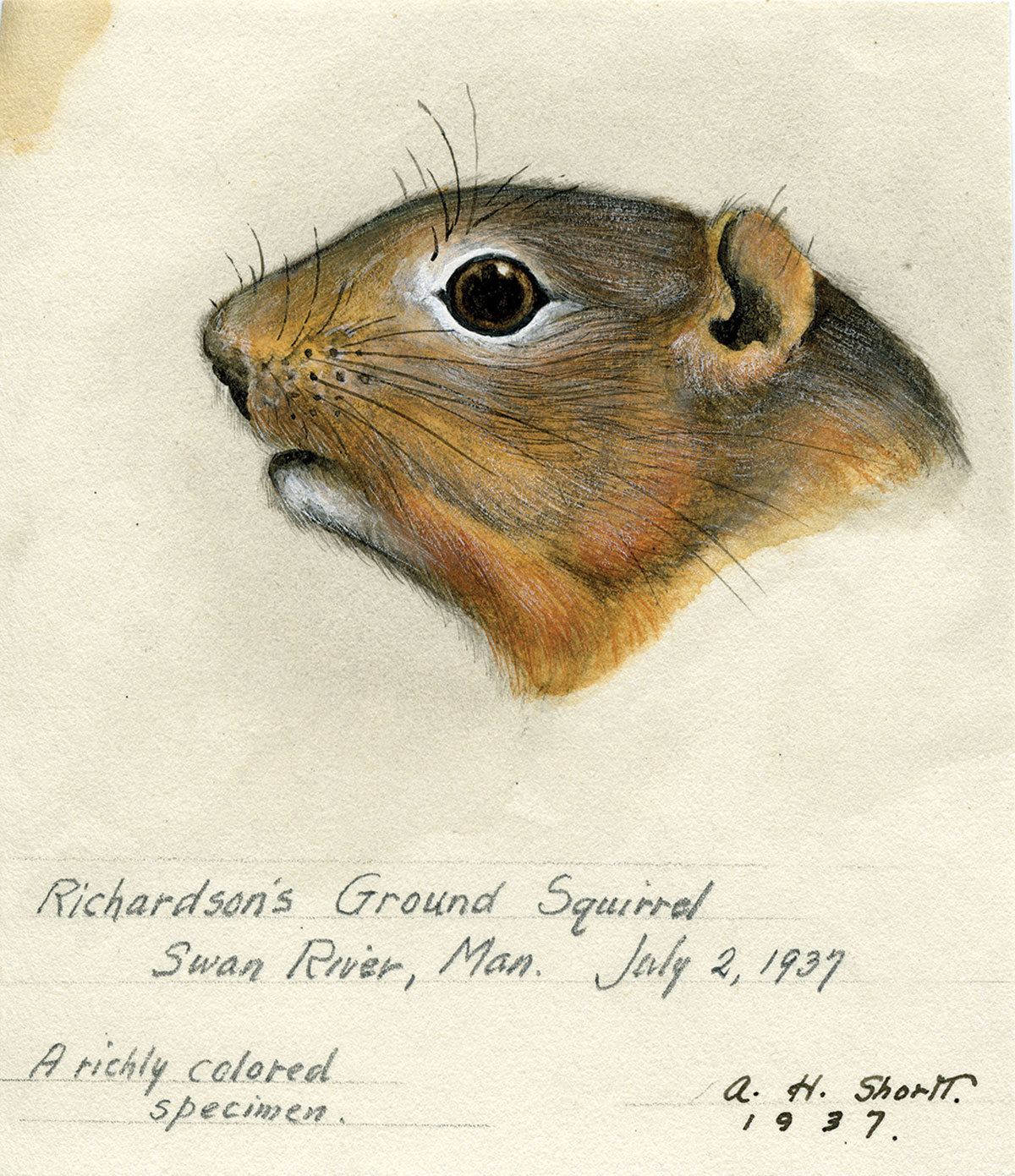 An illustration of a ground squirrel.