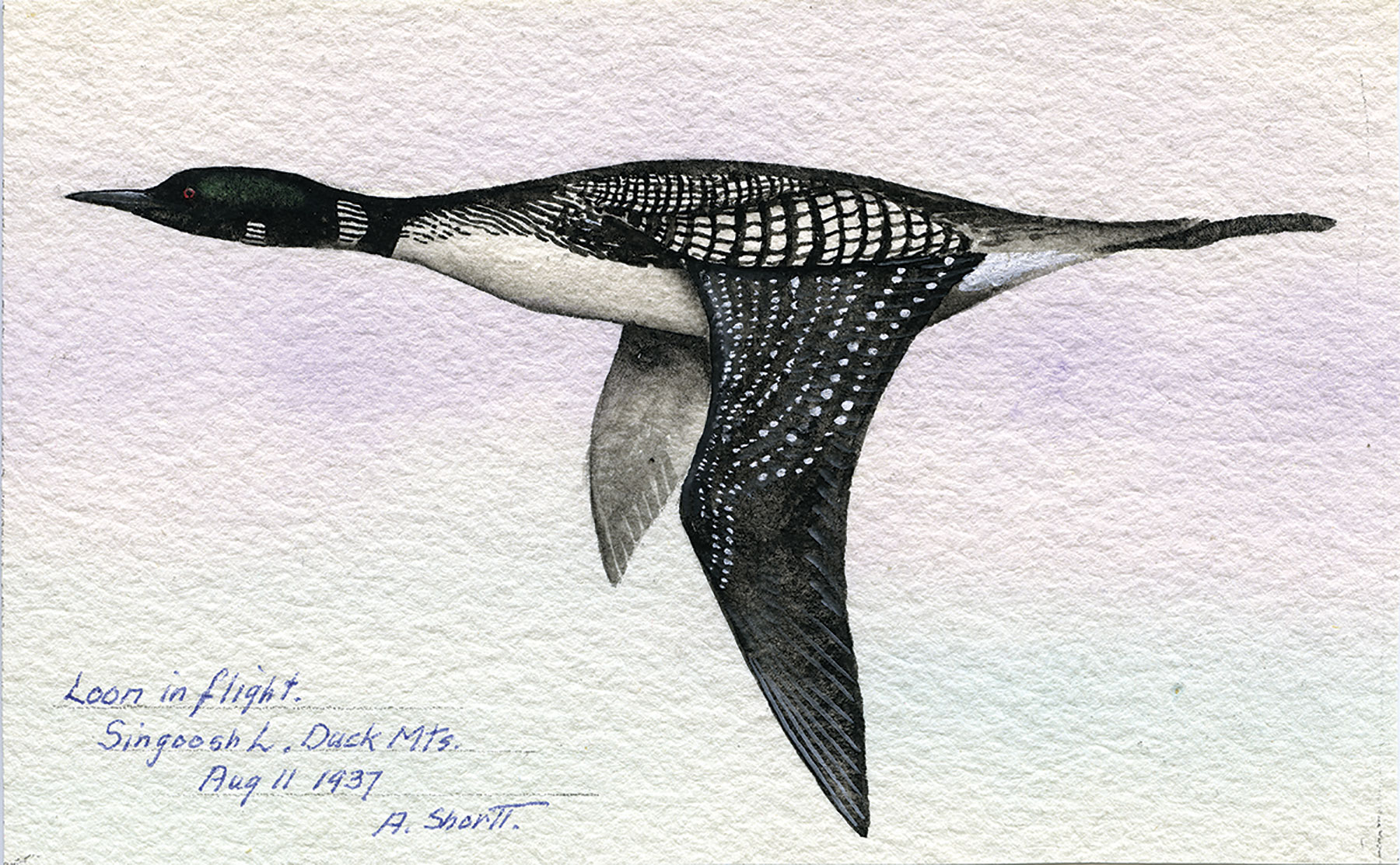 An illustration of a loon.