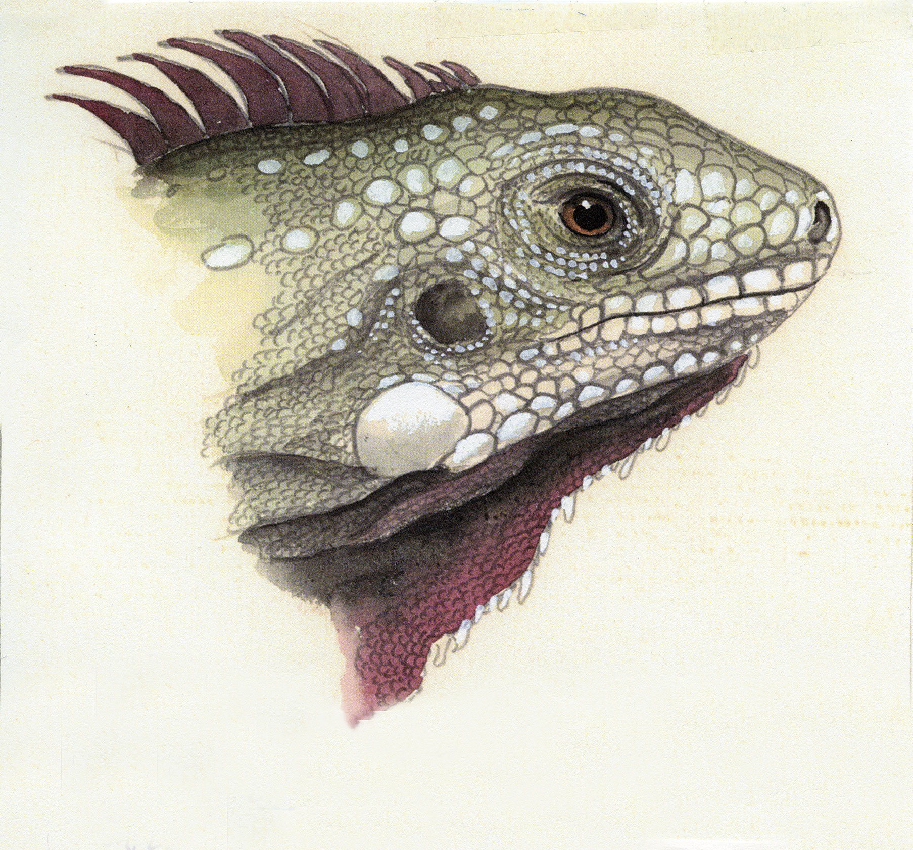 An illustration of an iguana.