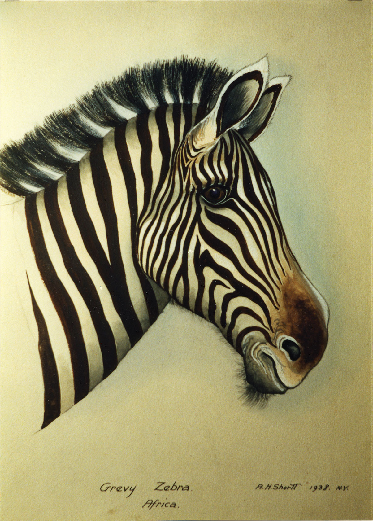 An illustration of a zebra.