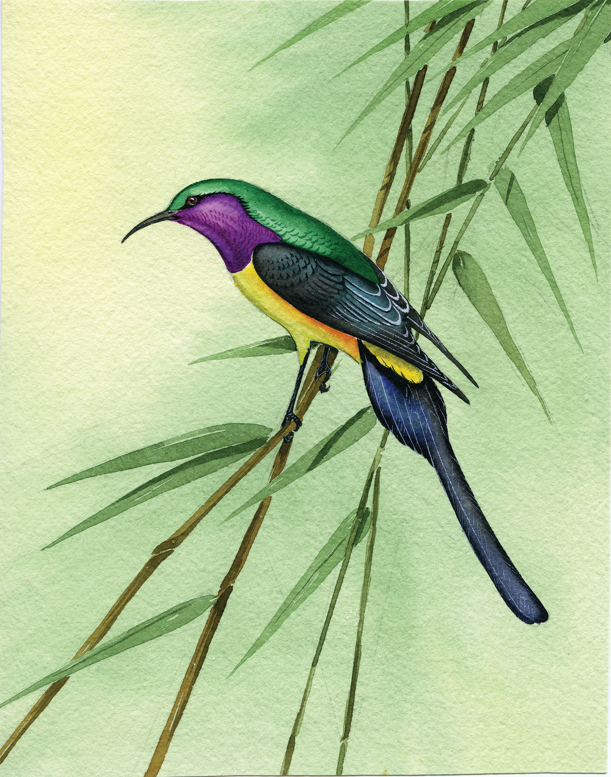 An illustration of a colourful bird.