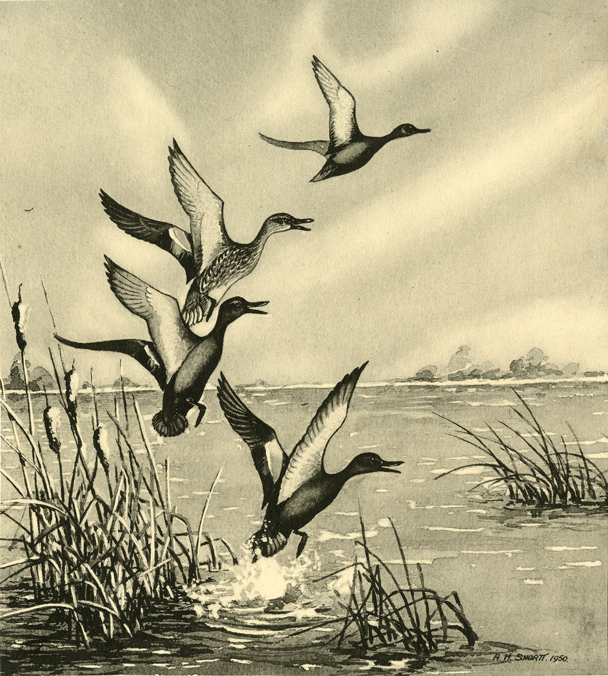 An illustration of ducks flying from a pond.