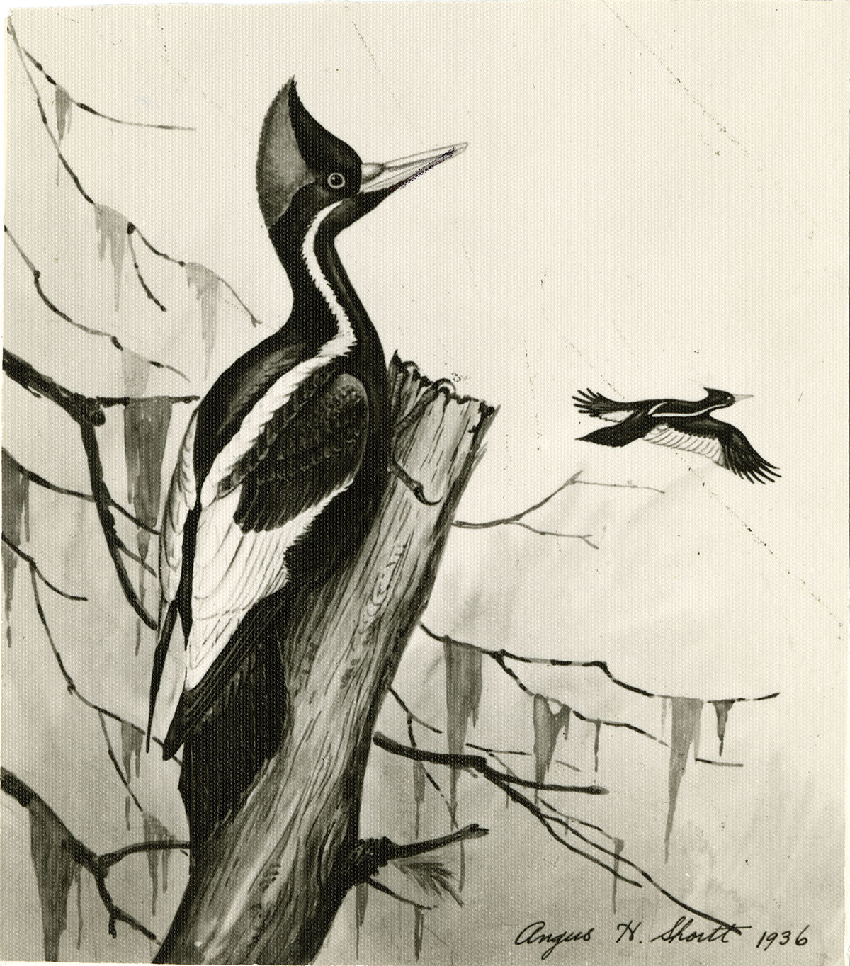 An illustration of a woodpecker.