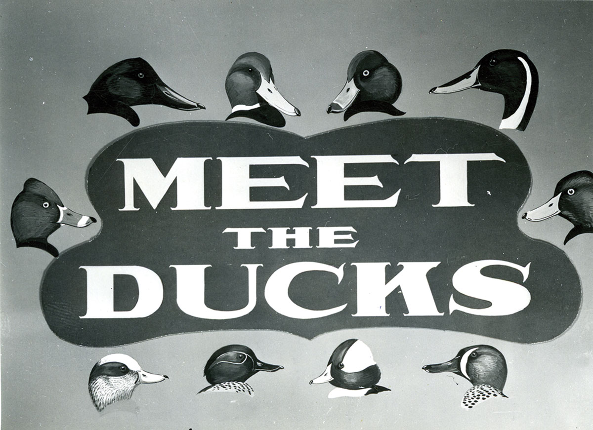 An illustration of duck heads surrounding the phrase "Meet the Ducks."