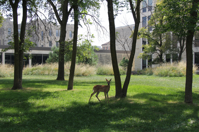 A young deer stands on a lush lawn, partially shaded by slender trees, with a stone building and ornamental grasses in the background.