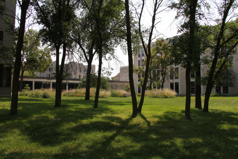 A grassy area bordered by trees, with vibrant greenery, modern buildings in the background, and ornamental plants.