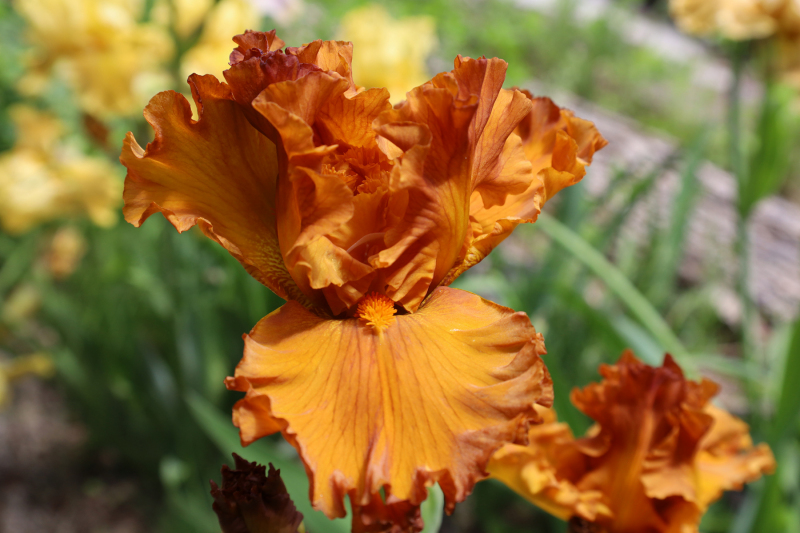 A striking orange iris displays intricate, wavy petals in deepening hues, with a blurred background of yellow irises and lush foliage.