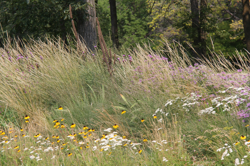 A natural meadow showcases clusters of yellow and white flowers among tall grasses, with purple blooms and dense green trees in the background.