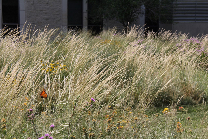 Tall, dry grasses sway gently in the foreground, dotted with purple and yellow wildflowers. An orange butterfly rests nearby, with a light stone building and modern elements in the background.