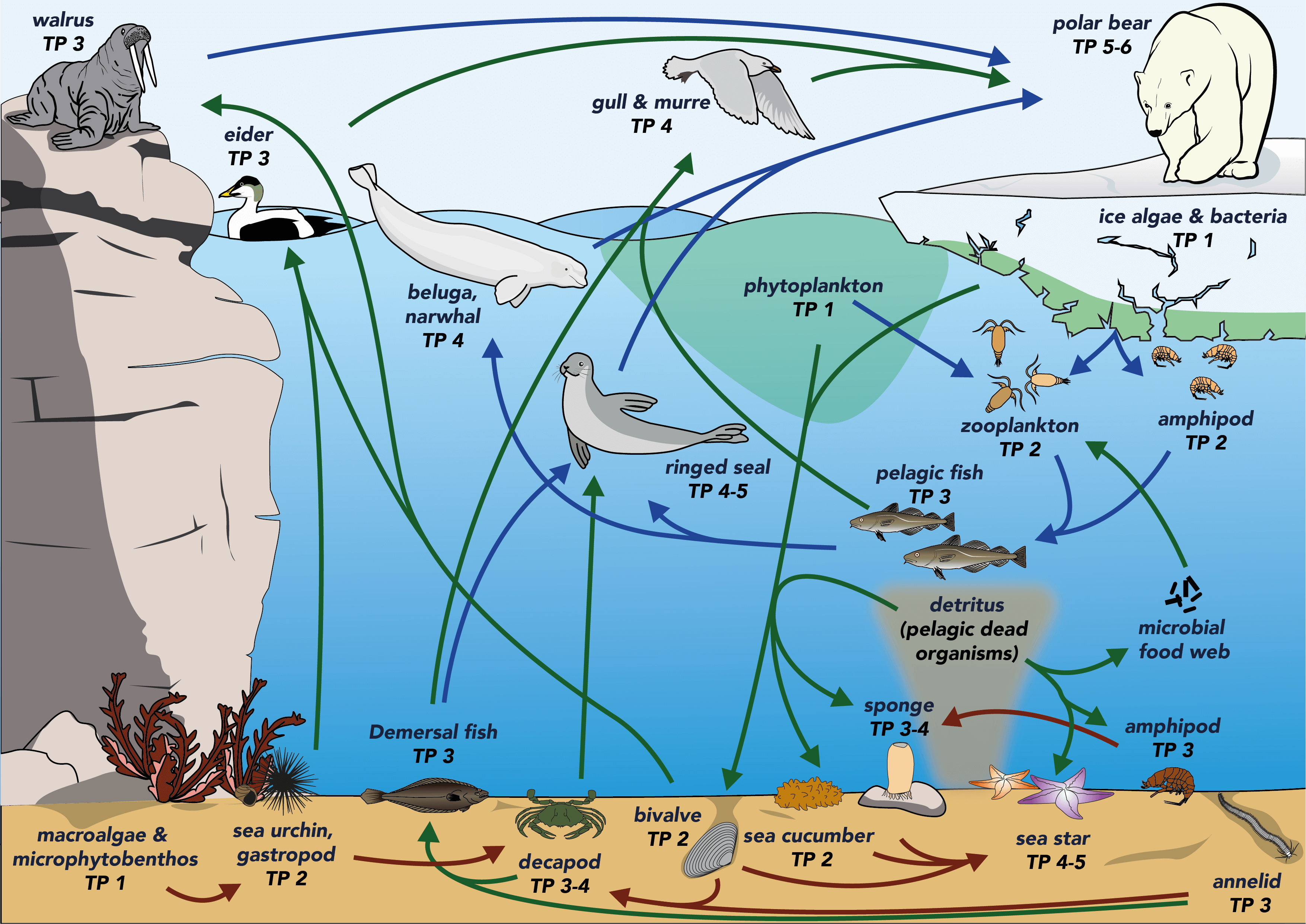 Diagram of Southampton marine food web with varying species and colored arrows to indicate their subweb interaction. Credit: Rémi Amiraux