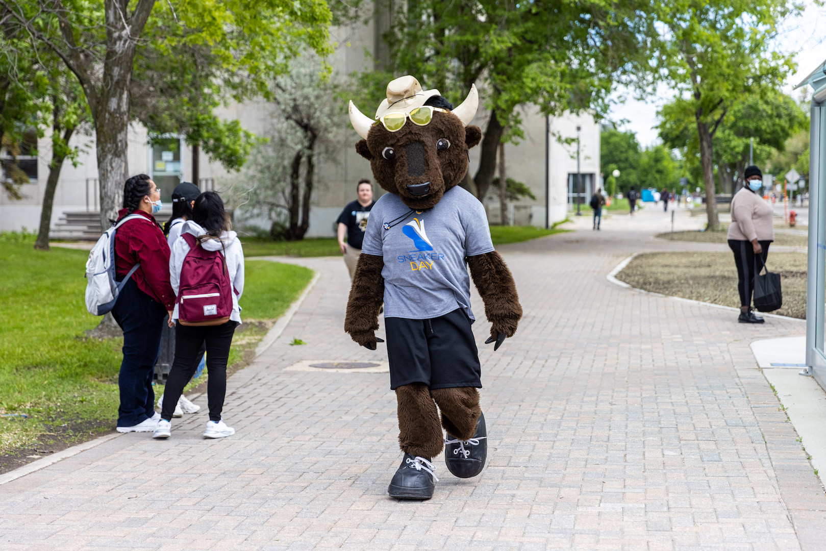 Billy the Bison, UM mascot, walking on a path at Fort Garry campus.